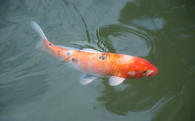 魚什么時候最好吃?